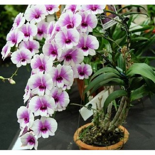 hoa lan denro thái lan yaya mini chậu size nhỏ hoa quanh năm, hàng đánh thẳng từ thái về - HLDRYYN
