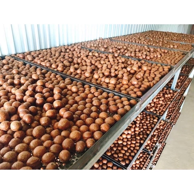 1 Kg Hạt Mắc Ca ĐAKLAK Sấy lạnh nhiều dinh dưỡng