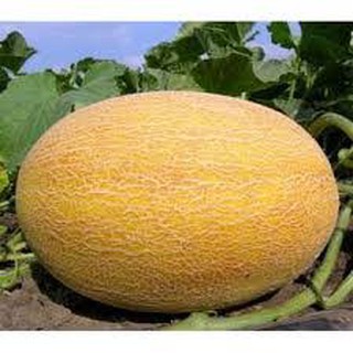 Gói 20 hạt giống dưa lưới vàng