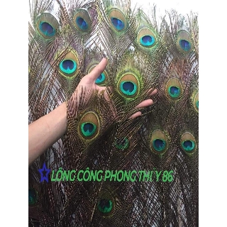 combo 29 cành lông  tự nhiên dài 1m mắt to 4-6cm dành cho bàn thờ Thần Tài .