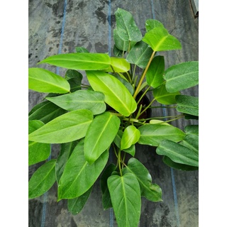 Cây trầu bà tỷ phú