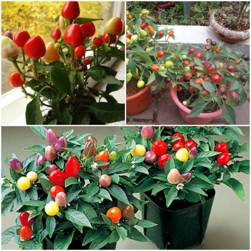 Hạt giống ớt kiểng tròn ngũ sắc trái đào tiên