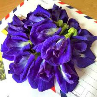 100 hạt giống hoa đậu biếc kép