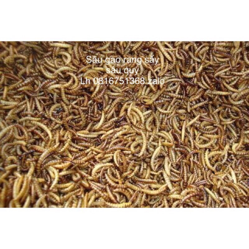 sâu gạo rang bơ,sâu Sông tưới k bảo hành giao miền Bắc trung bộ
