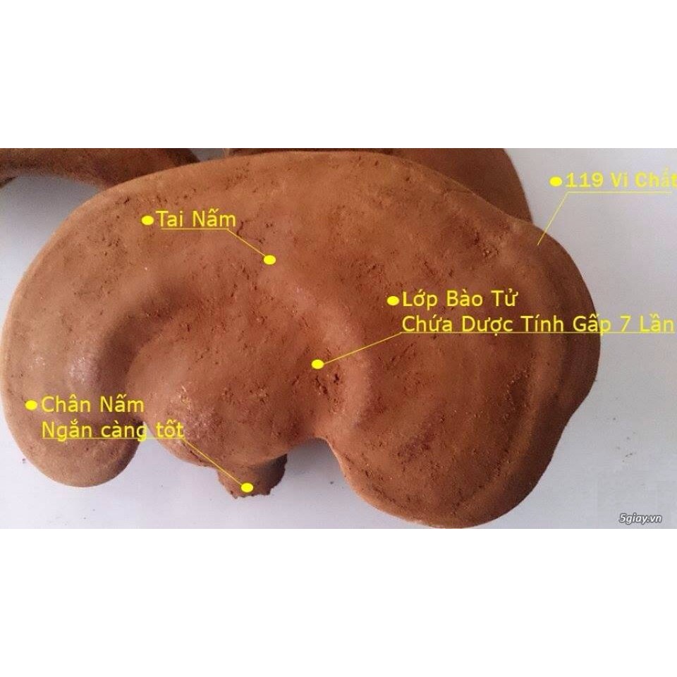 Bột cần tây sấy lạnh nguyên chất Dalahouse (50g) giảm cân, làm đẹp trắng da, detox,chất xơ | BigBuy360 - bigbuy360.vn