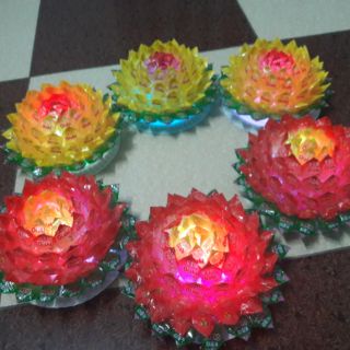 HOA SEN DỨA KẸO OSHI