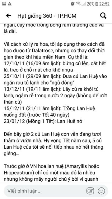 Củ hoa lan huệ màu hồng đào các loại size