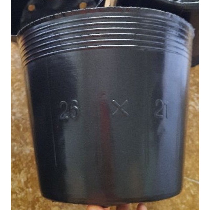 bầu ươm đen 26x21 1 cái