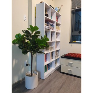 💥 Cây Bàng SINGAPORE Cao 1m2 - 1m45  Decor Phòng Khách Cao Cấp