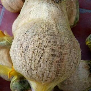 Dừa sáp cầu kè trà vinh!!!