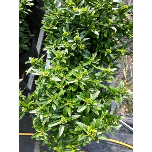 Cây trang thái hoa vàng