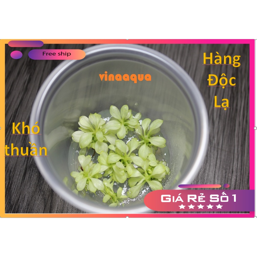 Cây thủy sinh WHITE ALBA VinaAqua nuôi cấy mô 1 cụm 2-3 ngọn con,cây thủy sinh dễ
