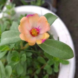 Hoa sam nhiều màu