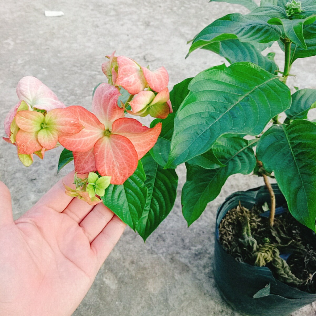 Combo cây bướm hồng + cây bướm bạc