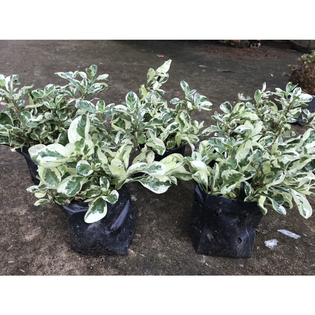 Cây Cẩm Thạch Phát Tài, Trí Mang Nhiều May Mắn, Tài Lộc Cho Gia Chủ