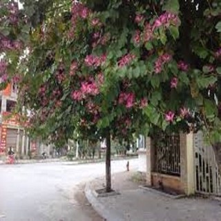 CÂY GIỐNG HOA BAN TÍM