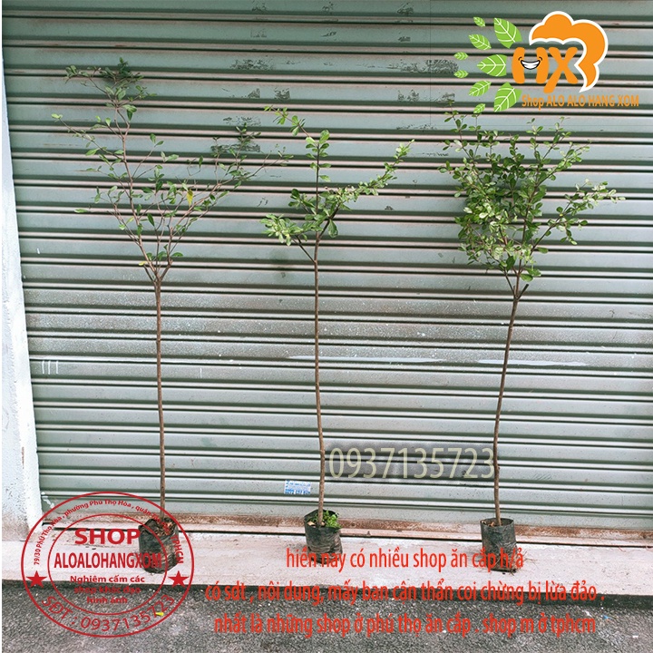 Cây bàng đài loan cao từ 79-90 cm