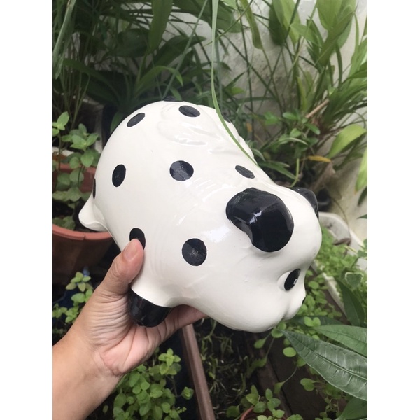 Heo đất chó đóm trắng L