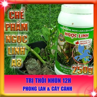 Trị thối nhũn 12h cho Phong Lan | Chế phẩm Ngọc Linh A8 250ml