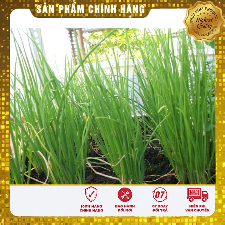 Hạt giống Hành Hương Xanh ( Gia vị Ngon Bổ Rẻ )