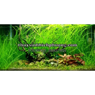 CỎ CỌP THUỶ SINH HẬU CẢNH