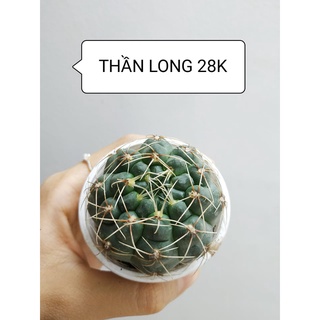 Xương rồng sen đá THẦN LONG