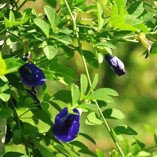20 Hạt Giống Hoa Đậu Biếc
