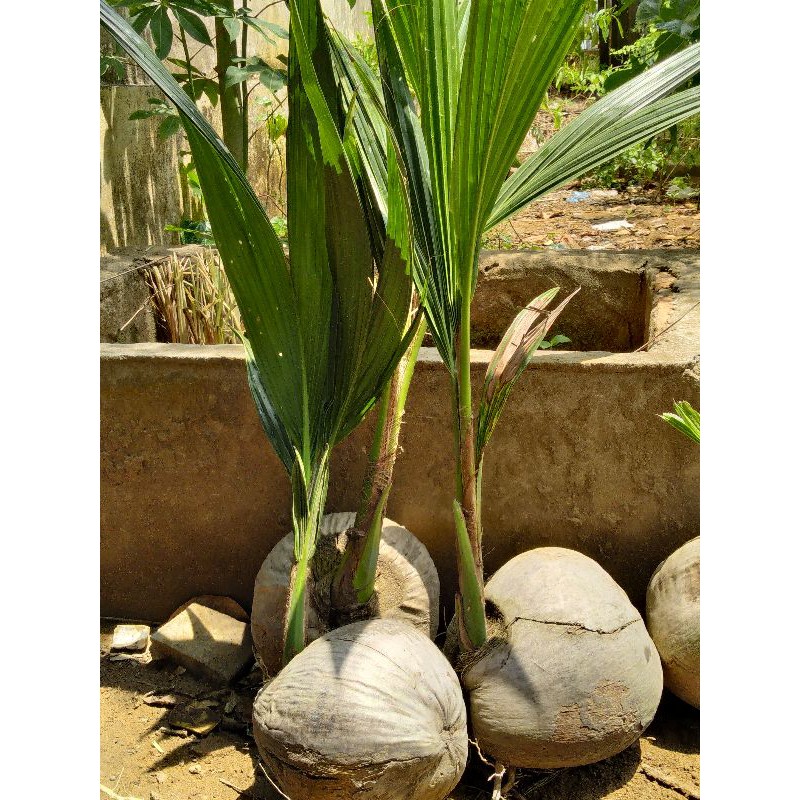 DỪA SÁP CÂY GIỐNG ĐẶC SẢN CẦU KÈTV