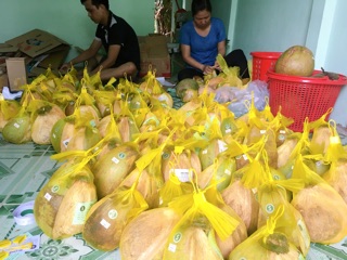 Dừa Sáp Loại Lỏng Trái To - Thương Hiệu Dừa Sáp Big S số 1 tại Trà Vinh