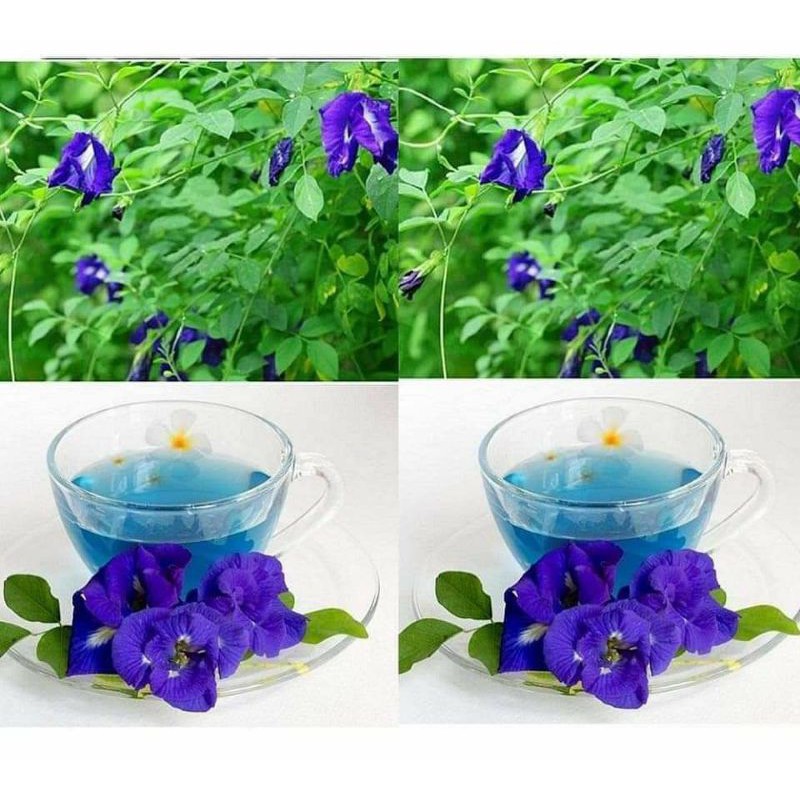 HẠT GIỐNG HOA ĐẬU BIẾC KÉP GÓI 10 HẠT (TÚI ZIP)