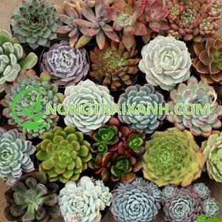 100h - hạt giống sen đá mix nhiều loại