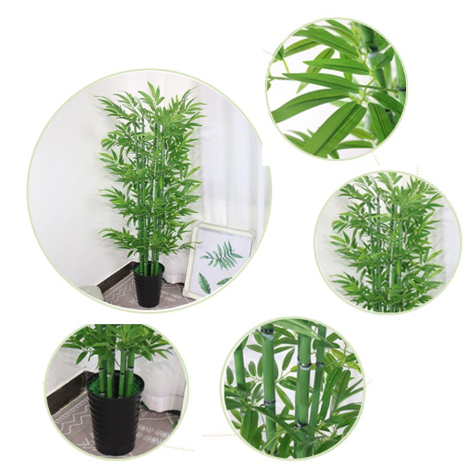 Cây Tre Trúc Cảnh