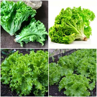 Hạt Giống Xà Lách Xoăn Xanh F1 ⚡️DỄ TRỒNG⚡️Gói 2 gram