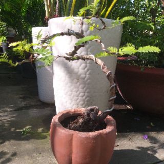 Cây me Thái Bonsai