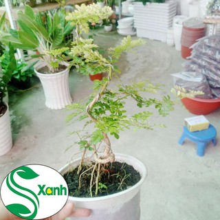 Cây Cần Thăng Bonsai Mini