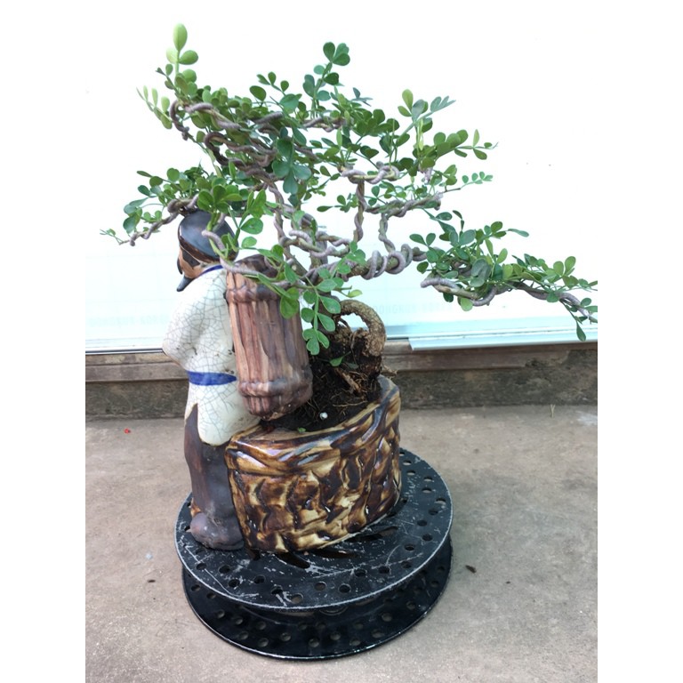 Cây cảnh Cần Thăng Bonsai mini - mã BS20