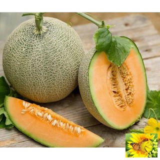 Hạt giống Dưa Lưới Tròn 10 Hạt