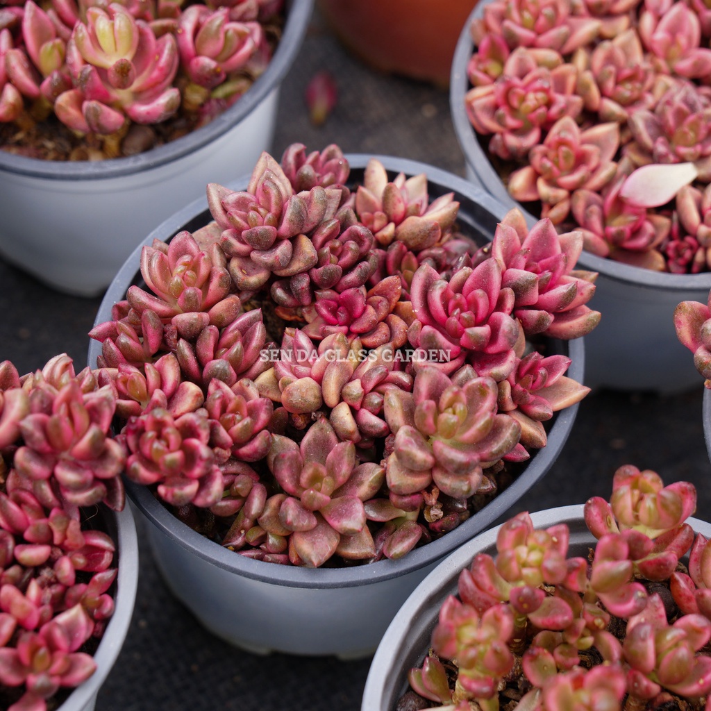Sen đá cáo đỏ chậu trung 10cm GLASS GARDEN, giống hình, bao khỏe, thuần khí hậu Đà Lạt
