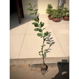 Cây giống Chanh Vàng Mỹ