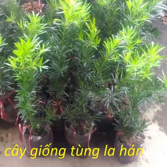 Tùng Vạn Niên con
