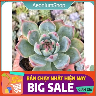 Sen đá bánh bao lửa xuất xứ đà lạt, lỗi 1 đổi 1 💪