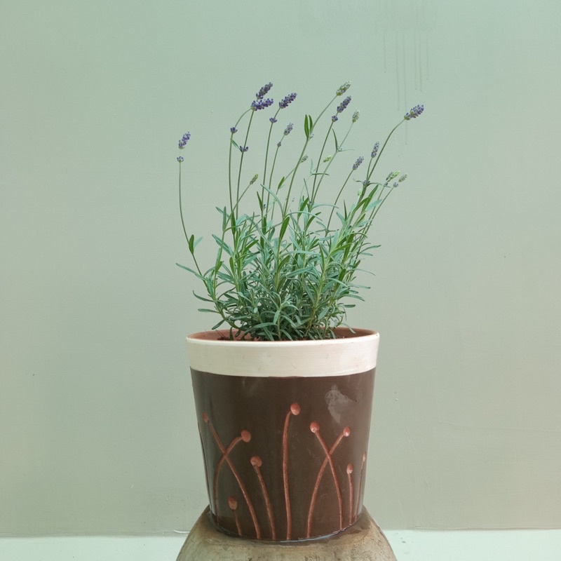 Lavender Costa - Cây Hoa Oải Hương Tím Và Hướng Dẫn Cách Chăm Tại Jun Garden