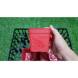 Chậu Vuông Trồng Sen Đá 9cm màu đỏ.