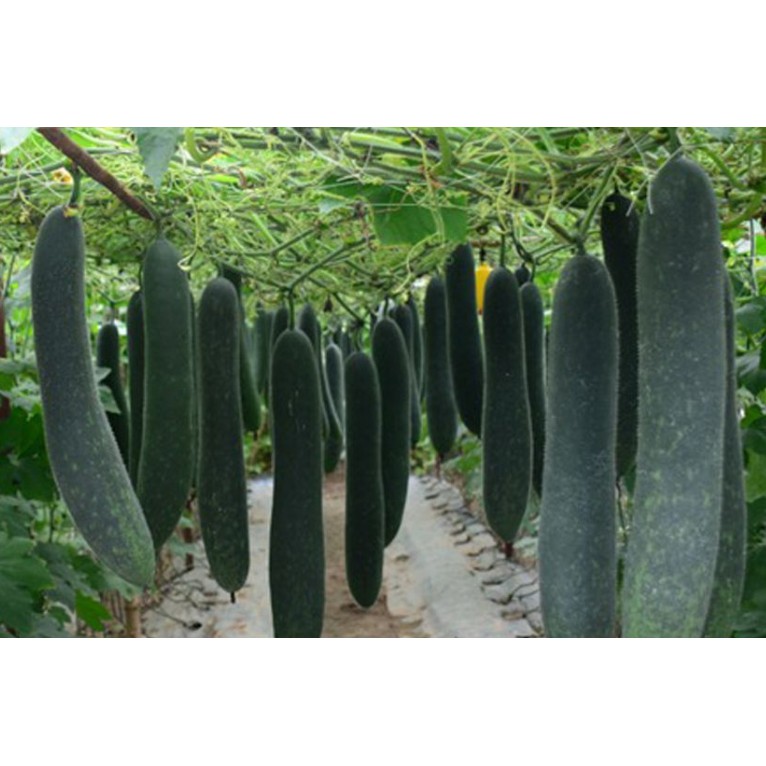 2gam Hạt giống Bí sặt - Bí xanh quả dài / Bí xanh nova tặng kèm kích mầm