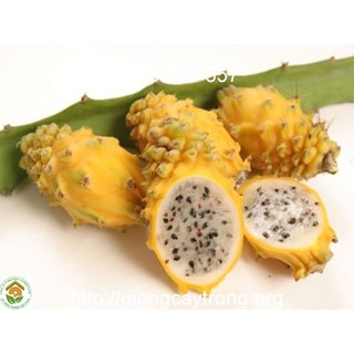 GIỐNG CÂY THANH LONG VỎ VÀNG