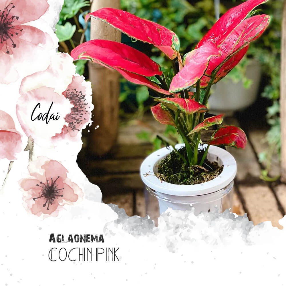 Cây Aglaonema Cochin Pink (Như Ý Hoàng Hậu Cochin Pink) kèm chậu thuỷ sinh hình trụ 2 lớp không cần tưới