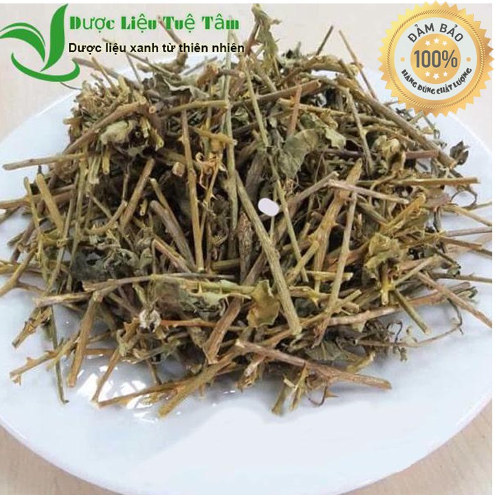 Cây cà gai leo - đạt chuẩn GACP - WHO