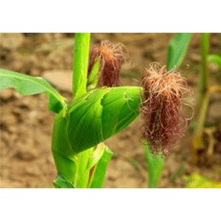 Râu ngô khô (râu bắp) 500g