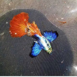 Cá Guppy Dumbo Red Tail Thuần Chủng ❤Tặng Thức Ăn