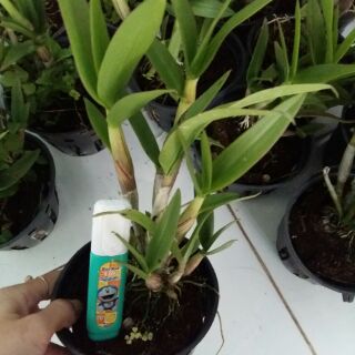 Hoa lan Mini mặt cười
